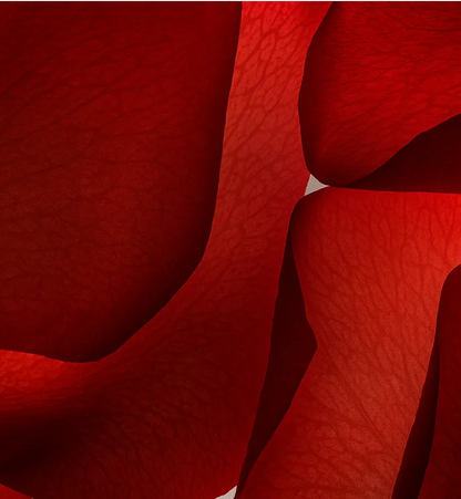 Sahara Rose 10ml
